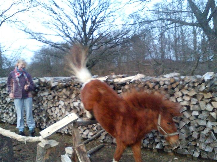 Anden særlig race Anemonne - 80 til 90 cm love you anemonne billede 18