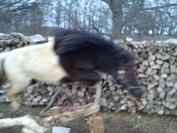 Anden særlig race tinka - hopla billede 3