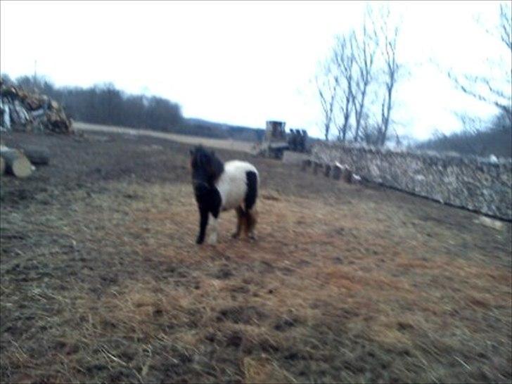 Anden særlig race tinka - elsker dig ubeskrivelig højt billede 13