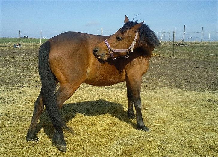 Anden særlig race Ronja AFDØD billede 8