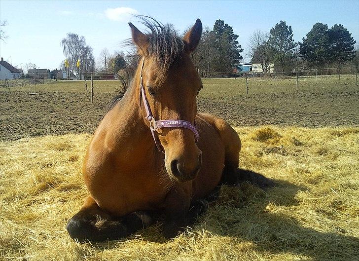 Anden særlig race Ronja AFDØD billede 9