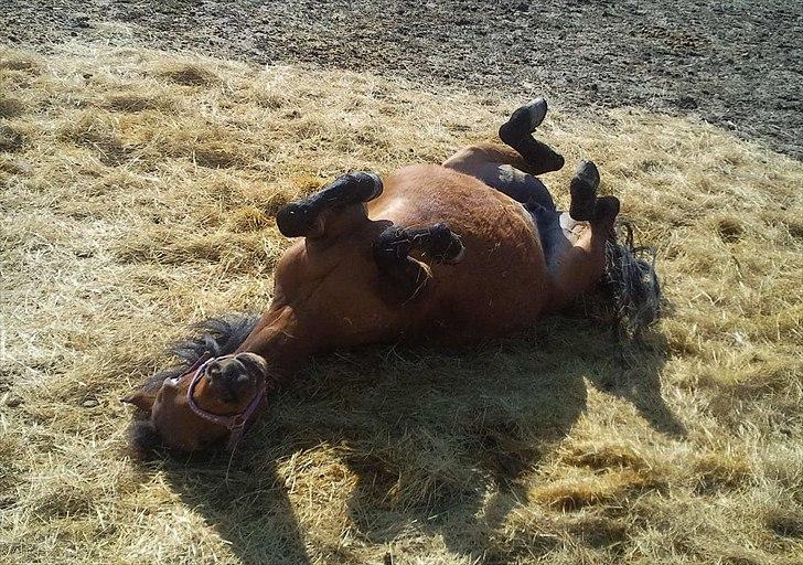 Anden særlig race Ronja AFDØD billede 10