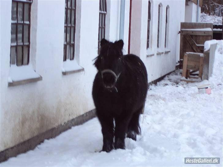 Shetlænder Junse - Jeg elsker sne <3 billede 1