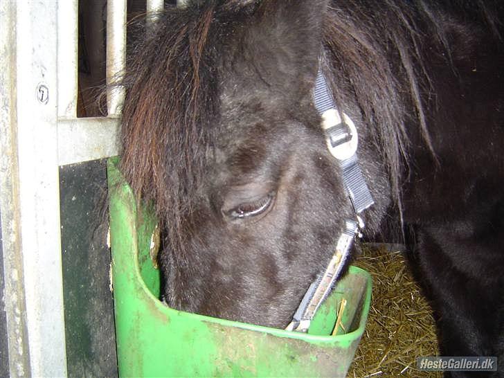 Shetlænder Junse - Det en nu også lidt godt med noget mad ;)
 billede 2