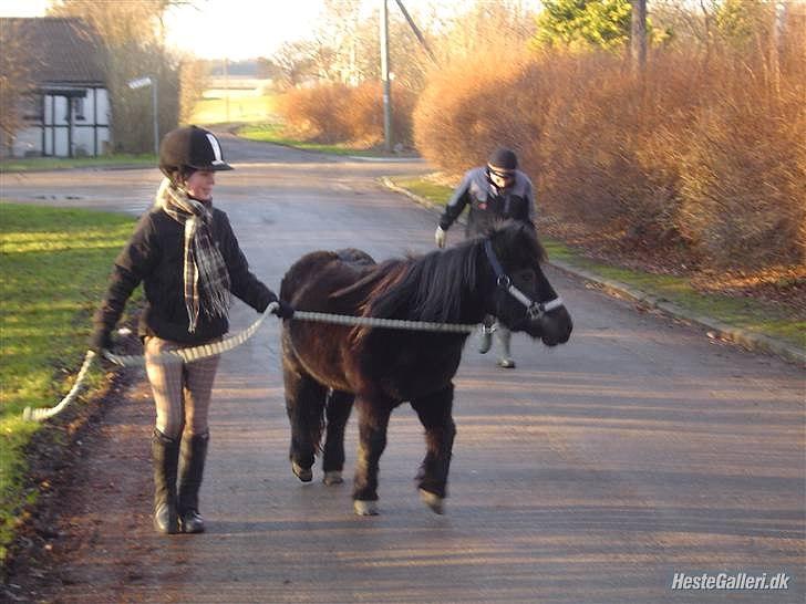 Shetlænder Junse - der er ikke noget bedre end en løbe tur hihi. billede 3