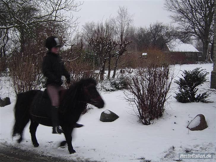 Shetlænder Junse - Jeg er bare god <3
 billede 4