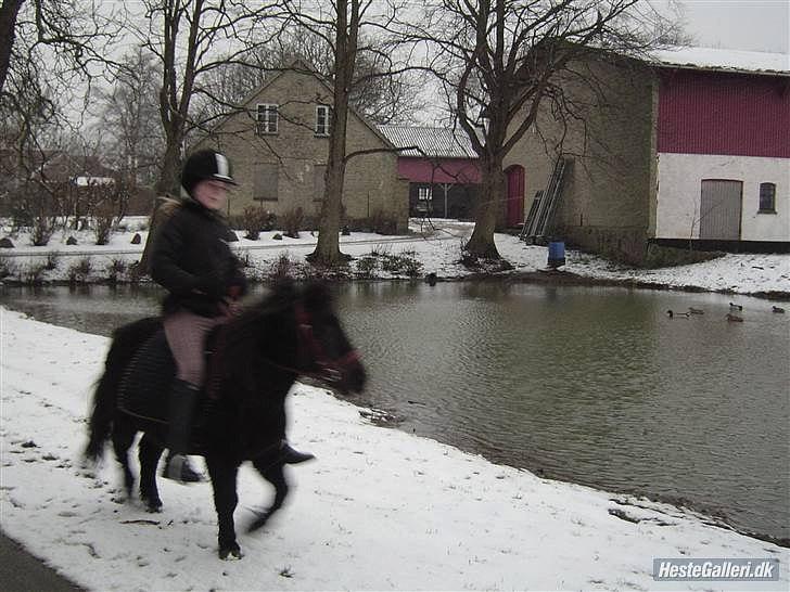 Shetlænder Junse - Det køre bare <3 billede 5