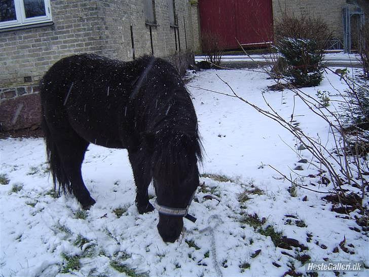 Shetlænder Junse billede 6