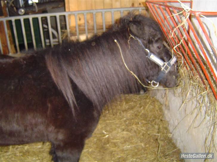 Shetlænder Junse billede 7