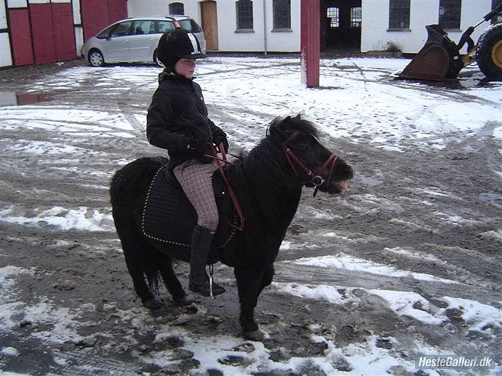 Shetlænder Junse billede 8