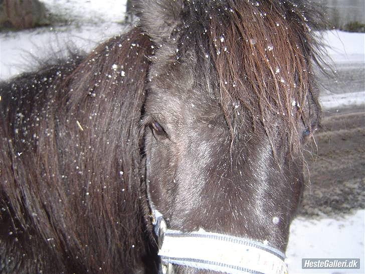 Shetlænder Junse billede 9