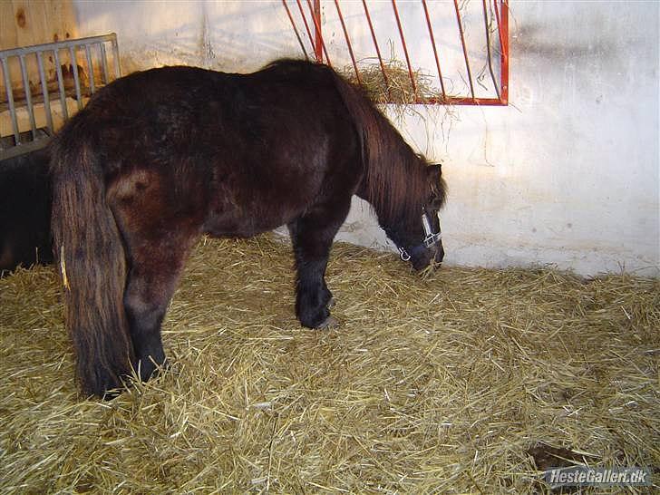 Shetlænder Junse billede 10