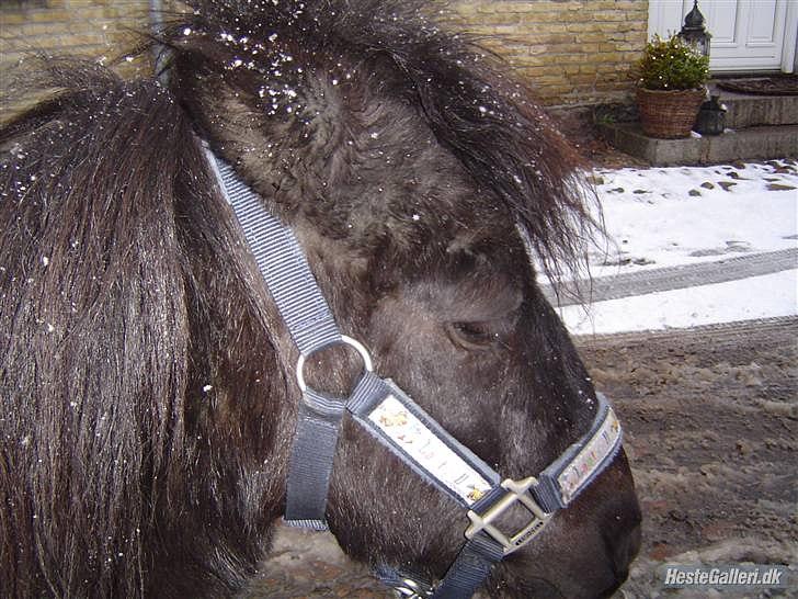 Shetlænder Junse billede 11