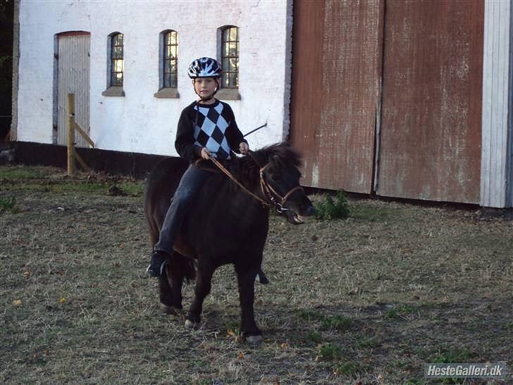 Shetlænder Junse billede 12