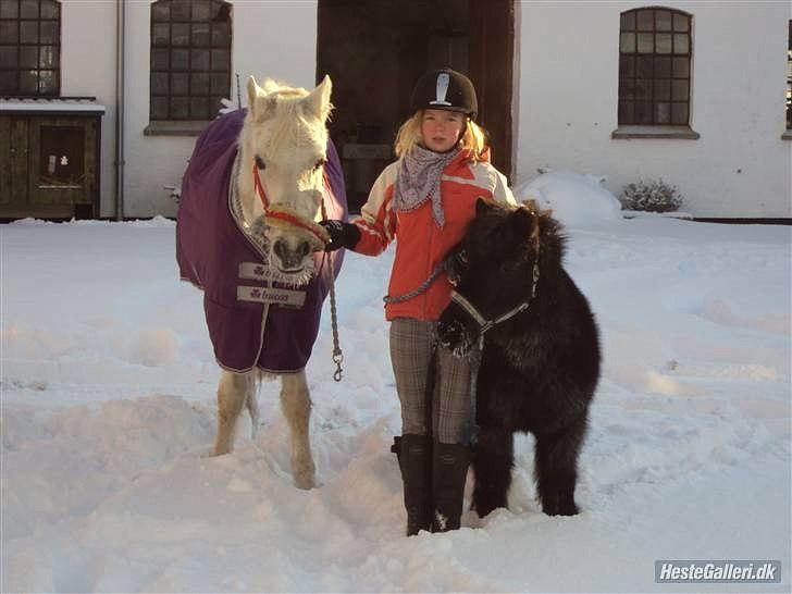 Shetlænder Junse billede 13