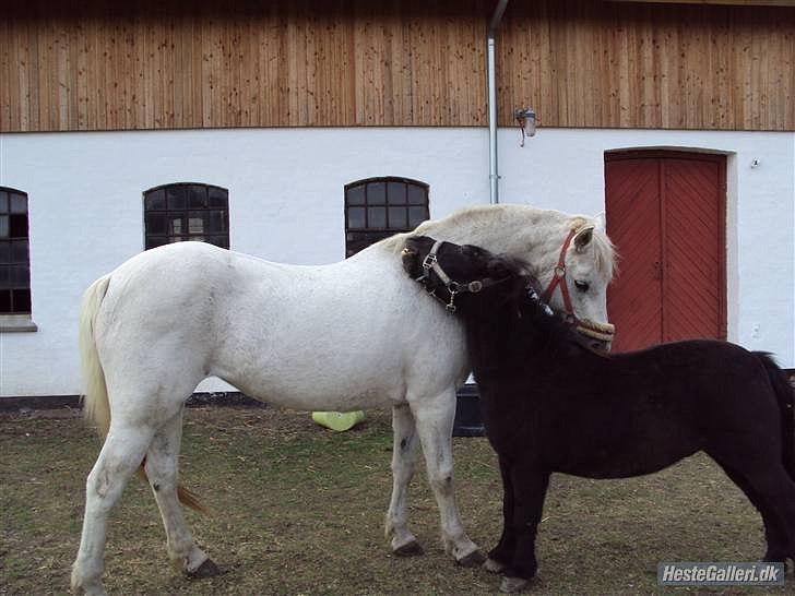 Shetlænder Junse billede 14