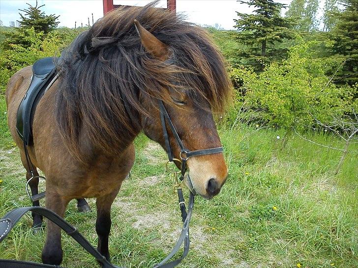 Islænder Dagfari fra jestrup <3 - Flot frisure :) men ærgeligt han lukkede øjet.. billede 7