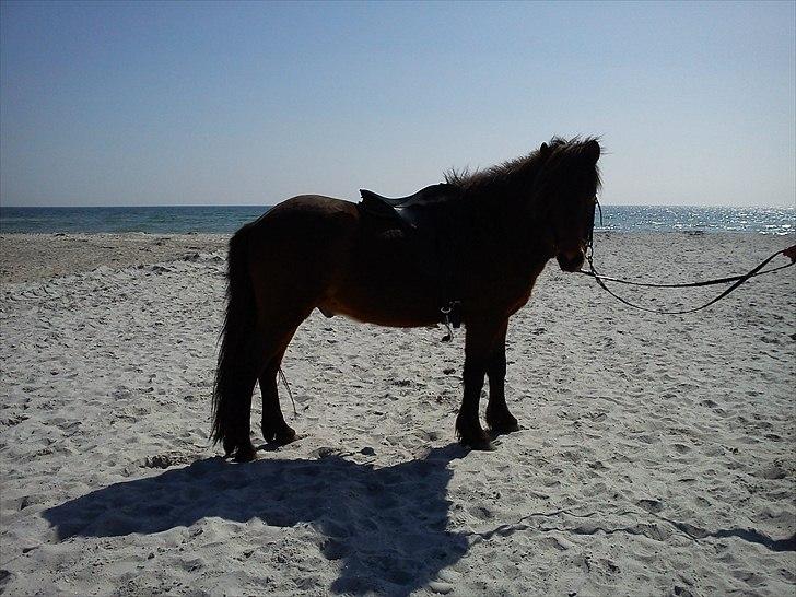 Islænder Dagfari fra jestrup <3 - Flot billede, med havet i bagrunden :-) billede 8