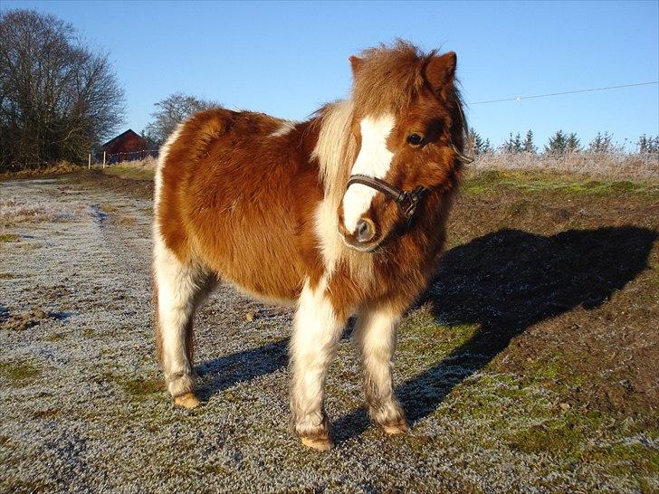 Shetlænder Engbjergaards Lilleprins - Charme, selvtillid & Lækker man! <3 billede 7