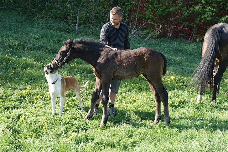 Dansk Varmblod Winther billede 14