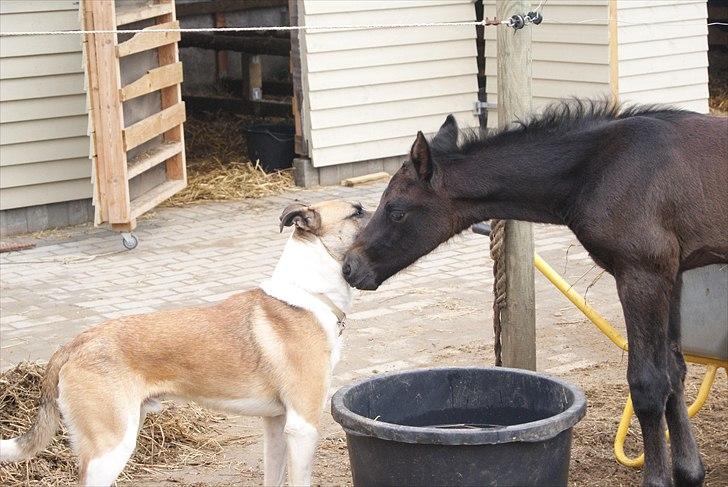 Dansk Varmblod Winther billede 11