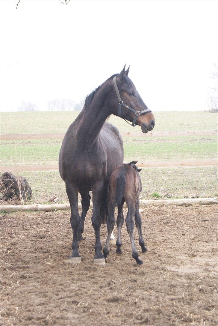Dansk Varmblod Winther billede 7