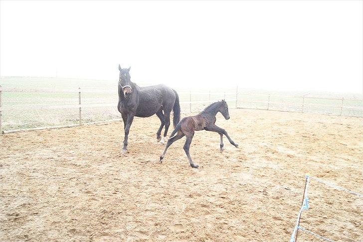 Dansk Varmblod Winther billede 8