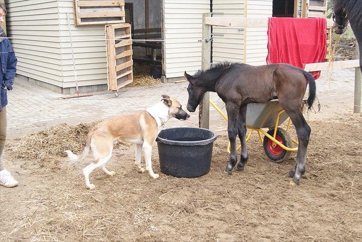 Dansk Varmblod Winther billede 9