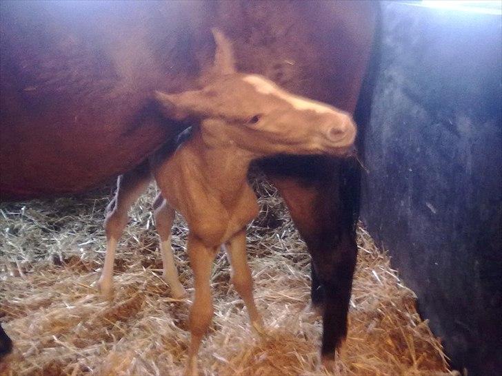 Palomino Golden Lobell R.I.P billede 3