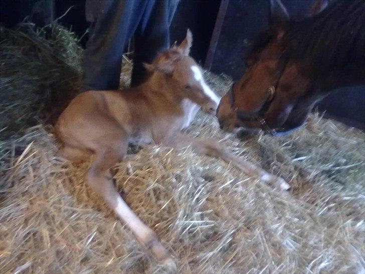 Palomino Golden Lobell R.I.P billede 4