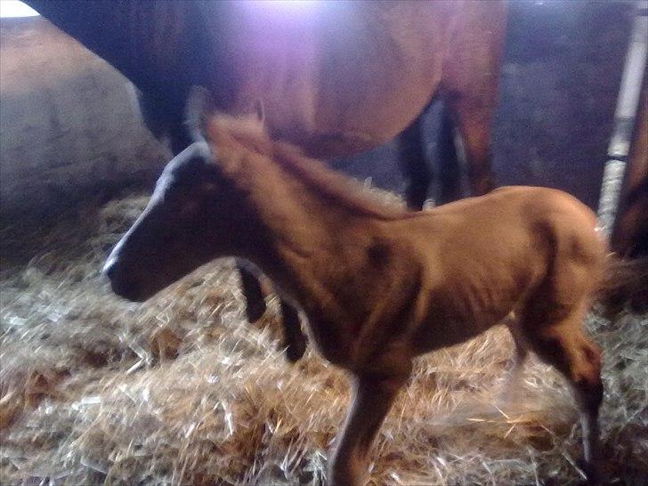 Palomino Golden Lobell R.I.P billede 5