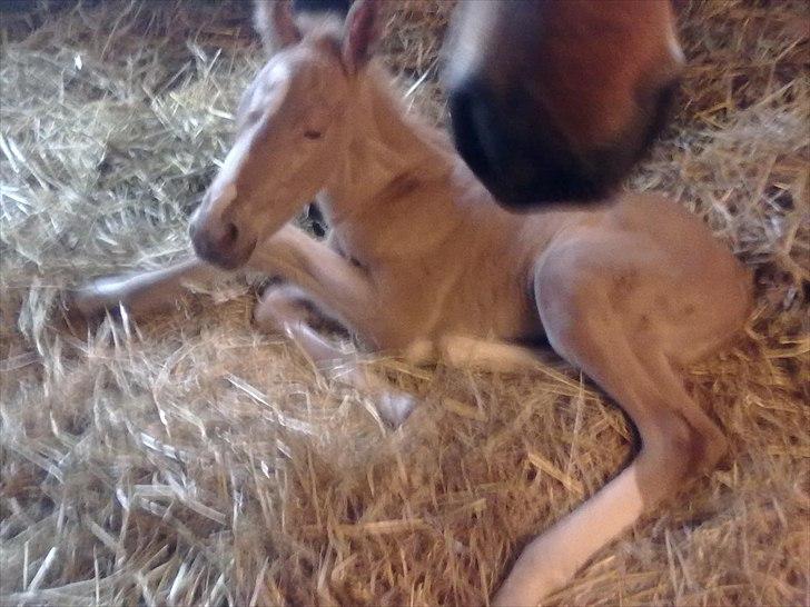 Palomino Golden Lobell R.I.P billede 6