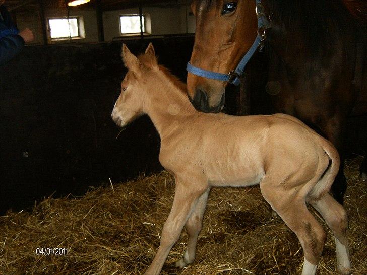 Palomino Golden Lobell R.I.P billede 7