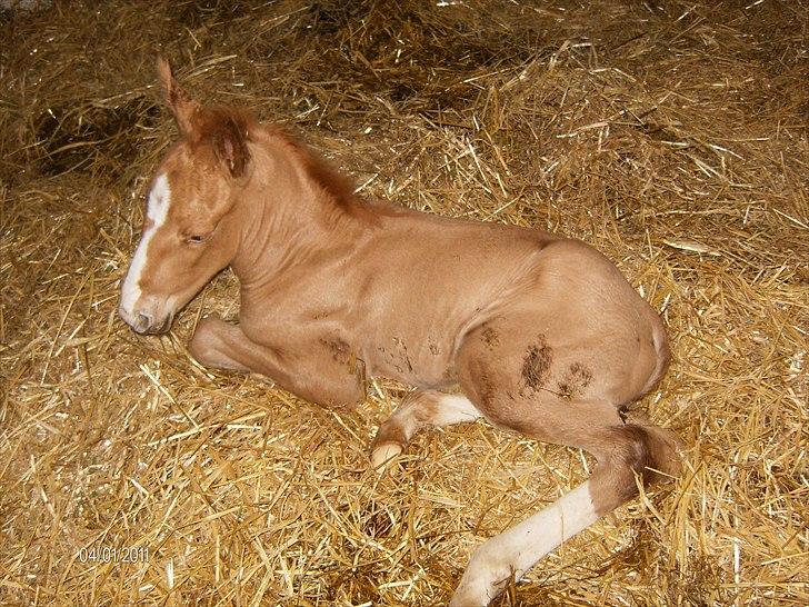 Palomino Golden Lobell R.I.P billede 8