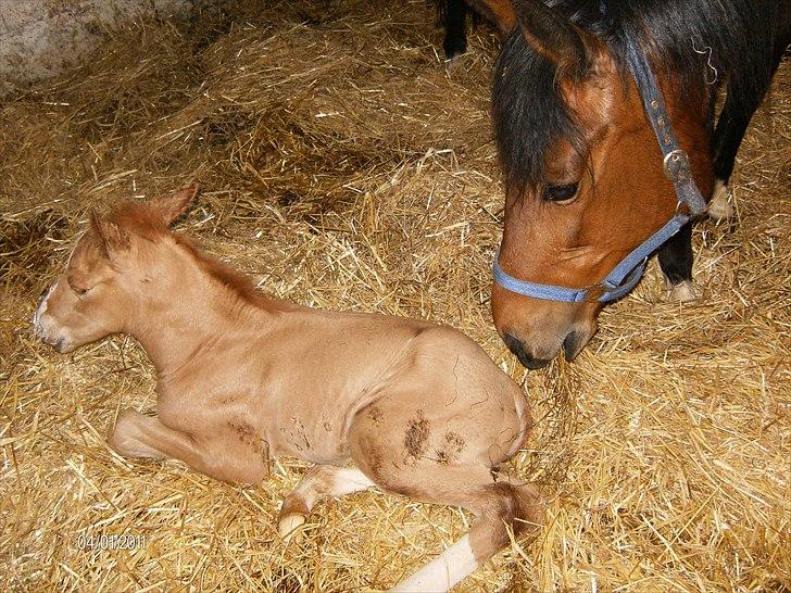 Palomino Golden Lobell R.I.P billede 9