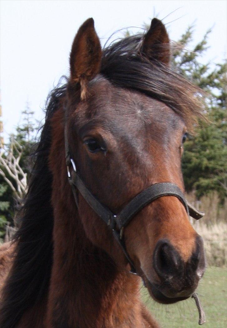 Anden særlig race Wupti - 1 år gammel. billede 4