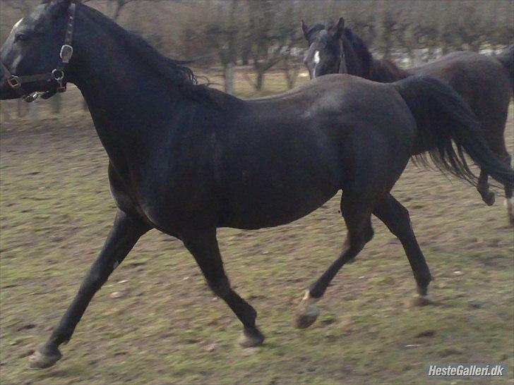 Arabisk fuldblod (OX) Shah Noir GAMLE PART   billede 13