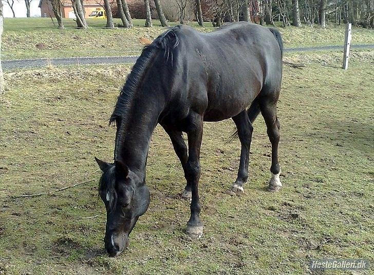 Arabisk fuldblod (OX) Shah Noir GAMLE PART   billede 14
