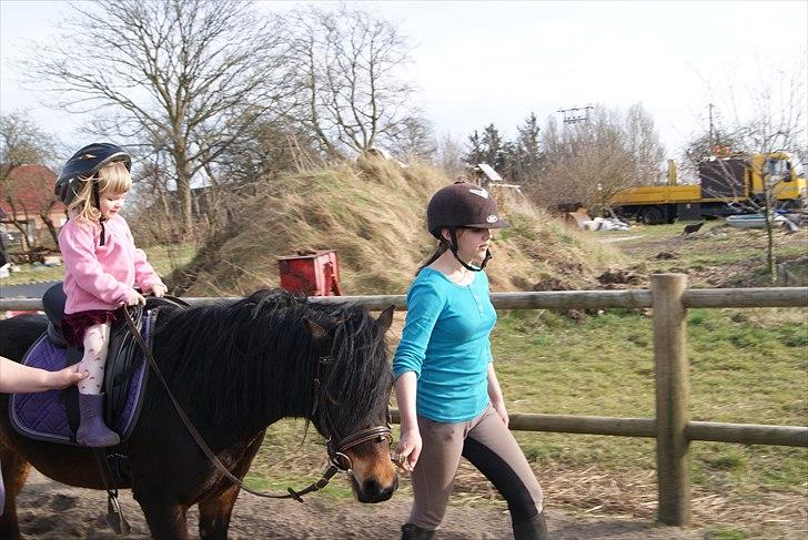 Dartmoor Innis Natron billede 9