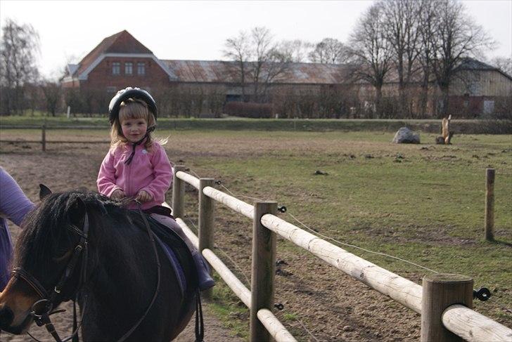 Dartmoor Innis Natron billede 10