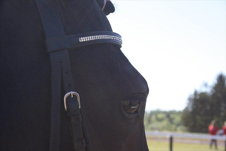 New Forest Elmholts Faust - træning fra d. 2-4-11 billede 12