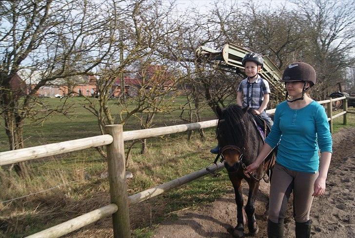 Dartmoor Innis Natron billede 11