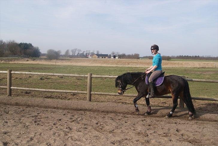 Dartmoor Innis Natron billede 12