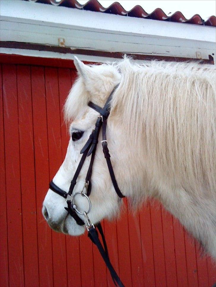 Islænder Nòtt fra Grauballemark - Sååååå flot! billede 1