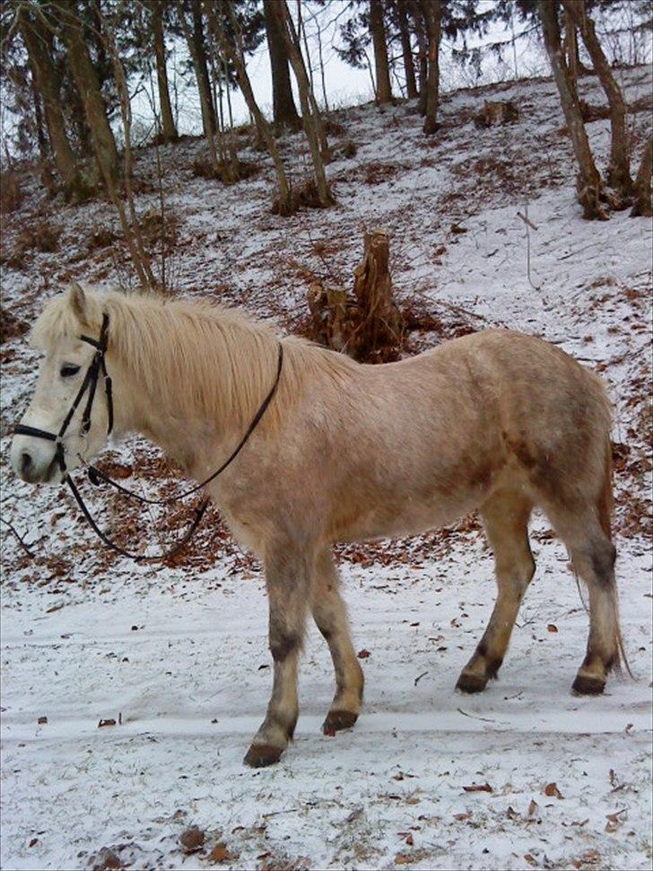 Islænder Nòtt fra Grauballemark - Smukt billede af min elskede <3333! billede 2