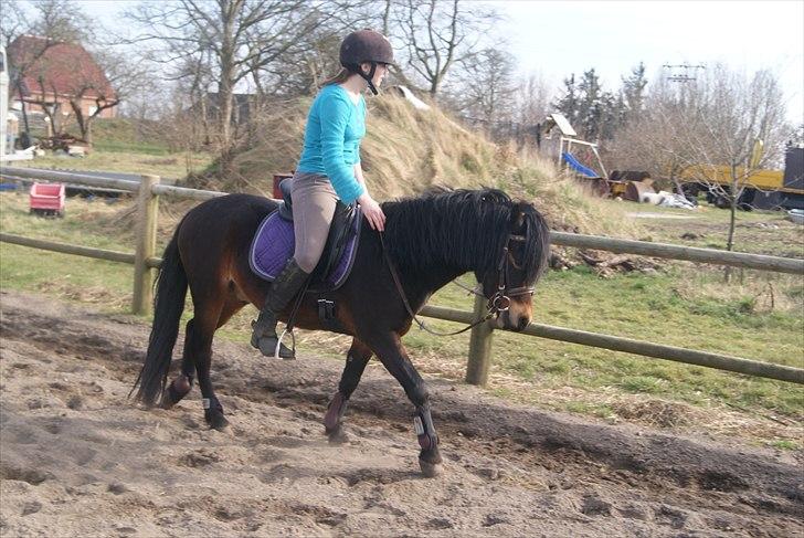 Dartmoor Innis Natron billede 13