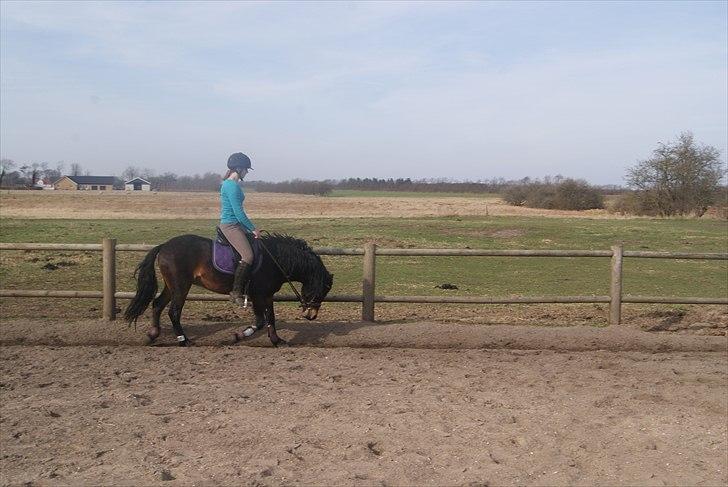 Dartmoor Innis Natron billede 14