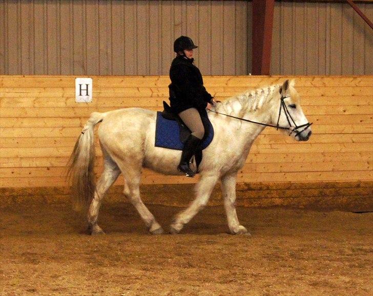 Anden særlig race Hannibal - Himmelhest - Stadig dyb koncentration billede 15