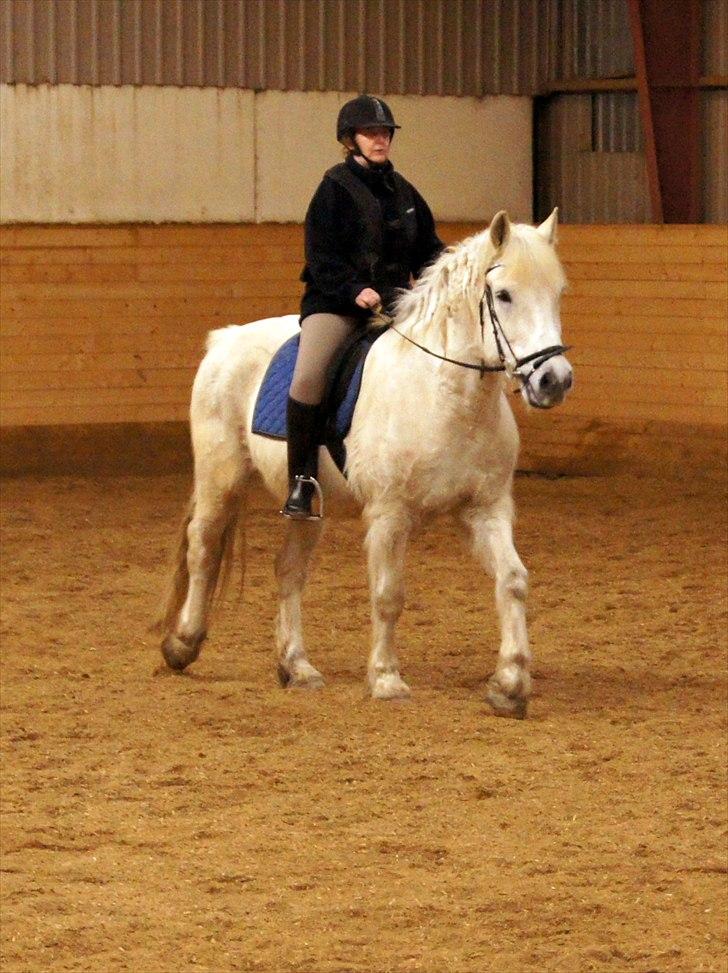 Anden særlig race Hannibal - Himmelhest - Ja så starter vi første klubstævne uha da. billede 12