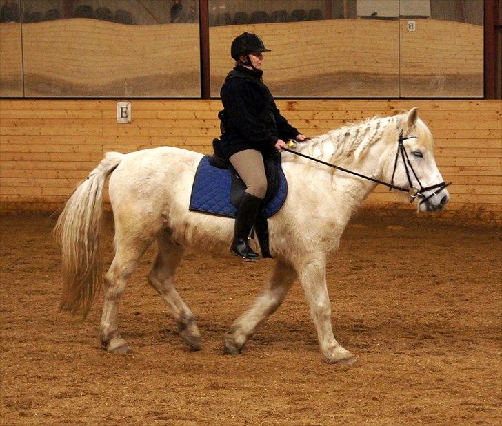 Anden særlig race Hannibal - Himmelhest - Koncentration nu gælder det ;-) billede 13